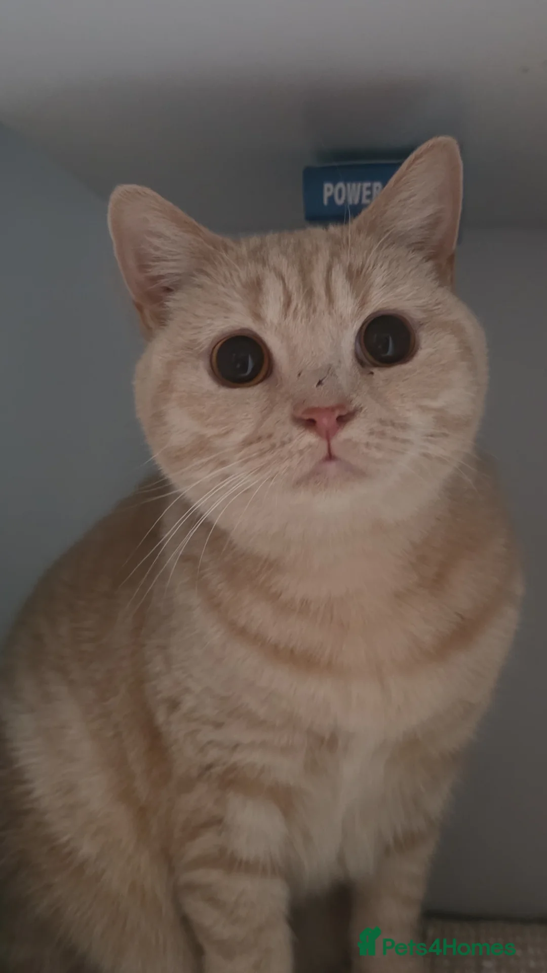 British Shorthair cats for sale: Beautiful blonde British shorthair - Advert 2