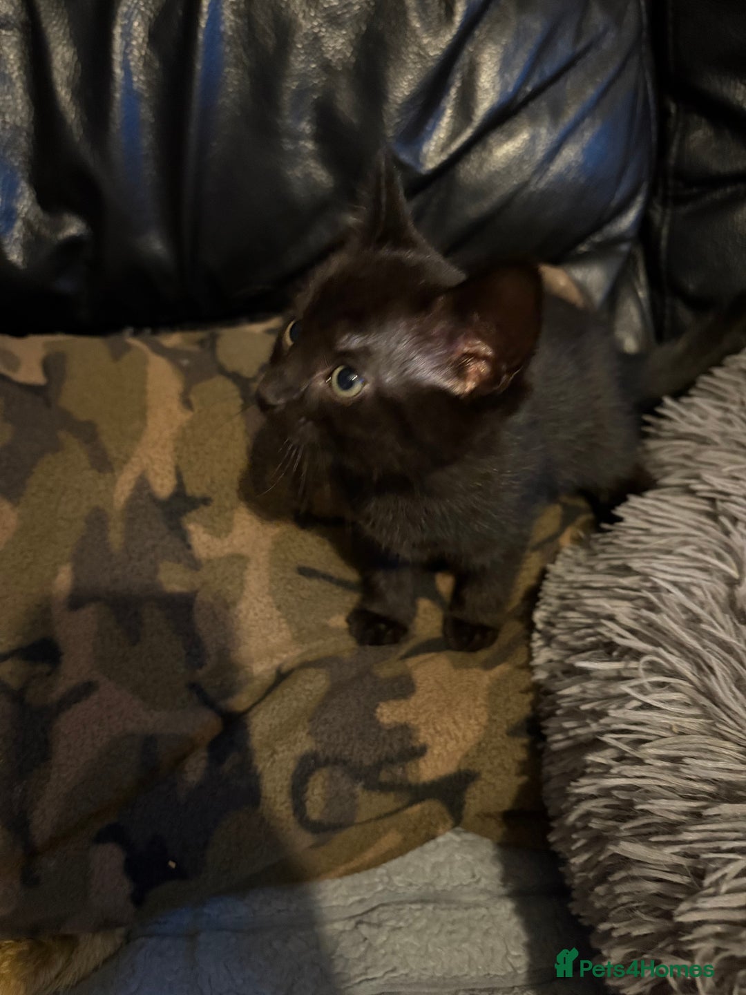 Bengal cats for sale: 3 female Bengal cross kittens  - Image 10