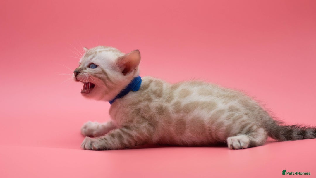 Bengal cats for sale: Rehome TICA registered Snow Lynx Bengal Boy - Advert 8