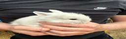 Lionhead rabbits for sale: 9x gorgeous fluffy lionhead bunnies  - Advert 14