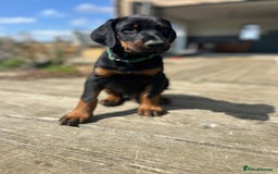 Dobermann dogs for sale: Proper Chunky Euro doberman pups 💕 - Image 8