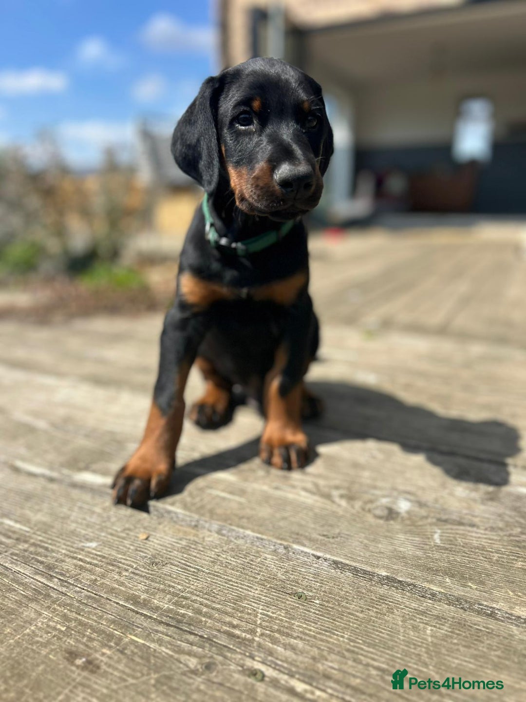 Dobermann dogs for sale: Proper Chunky Euro doberman pups 💕 - Image 8