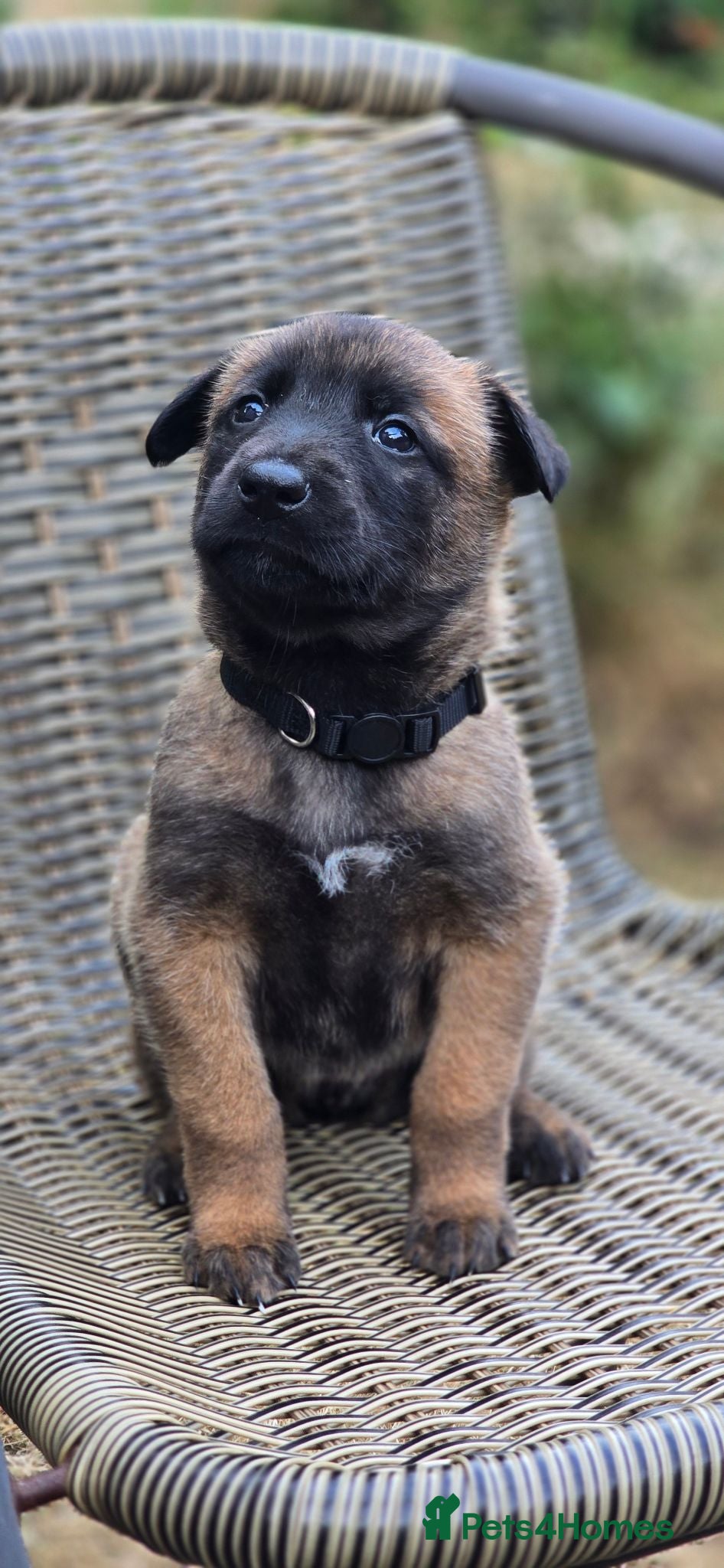 Belgian Shepherd Dog dogs Malinois KNPV Line Puppies — Police Sire - Advert 2
