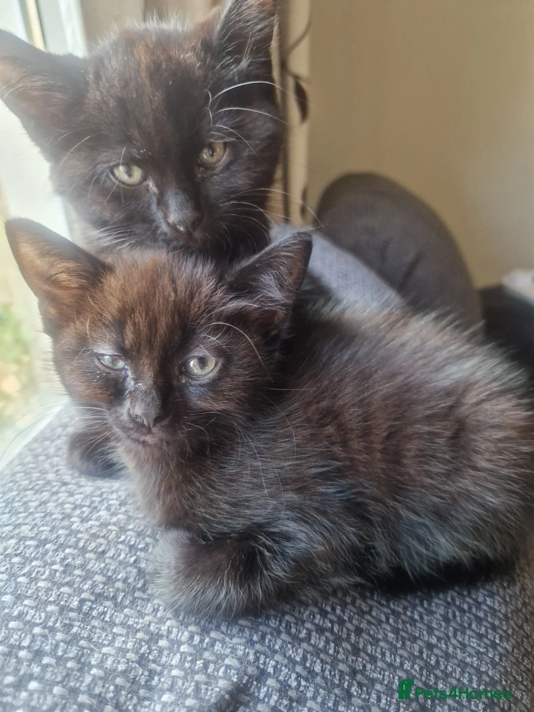 Domestic Shorthair cats for sale: 4 Boy kittens  in High Wycombe - Advert 2