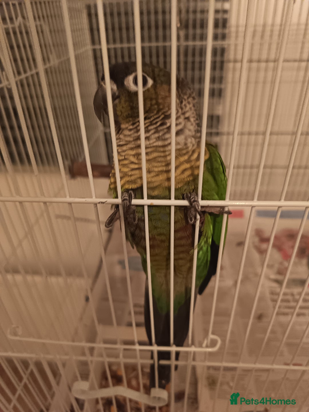 Conures birds for sale: Three conures for sale  - Advert 3