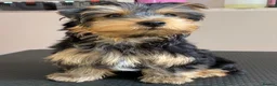 Yorkshire Terrier dogs for sale: KC Registered Yorkshire Terrier Puppies  - Advert 8
