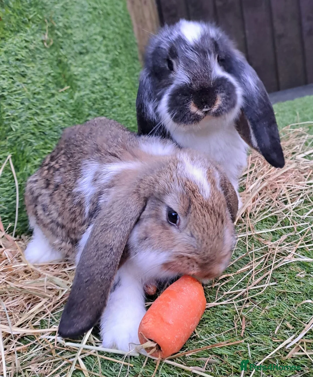 Gallery Image {{count}}