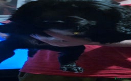 Sprocker dogs for sale: Sprocker  - Image 10