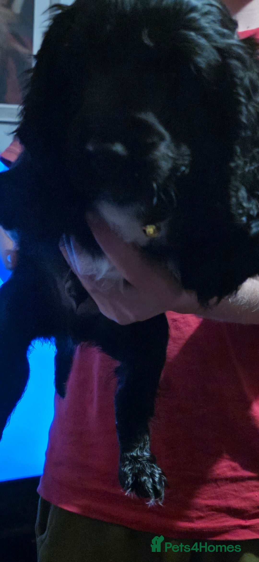 Sprocker dogs for sale: Sprocker  - Image 10