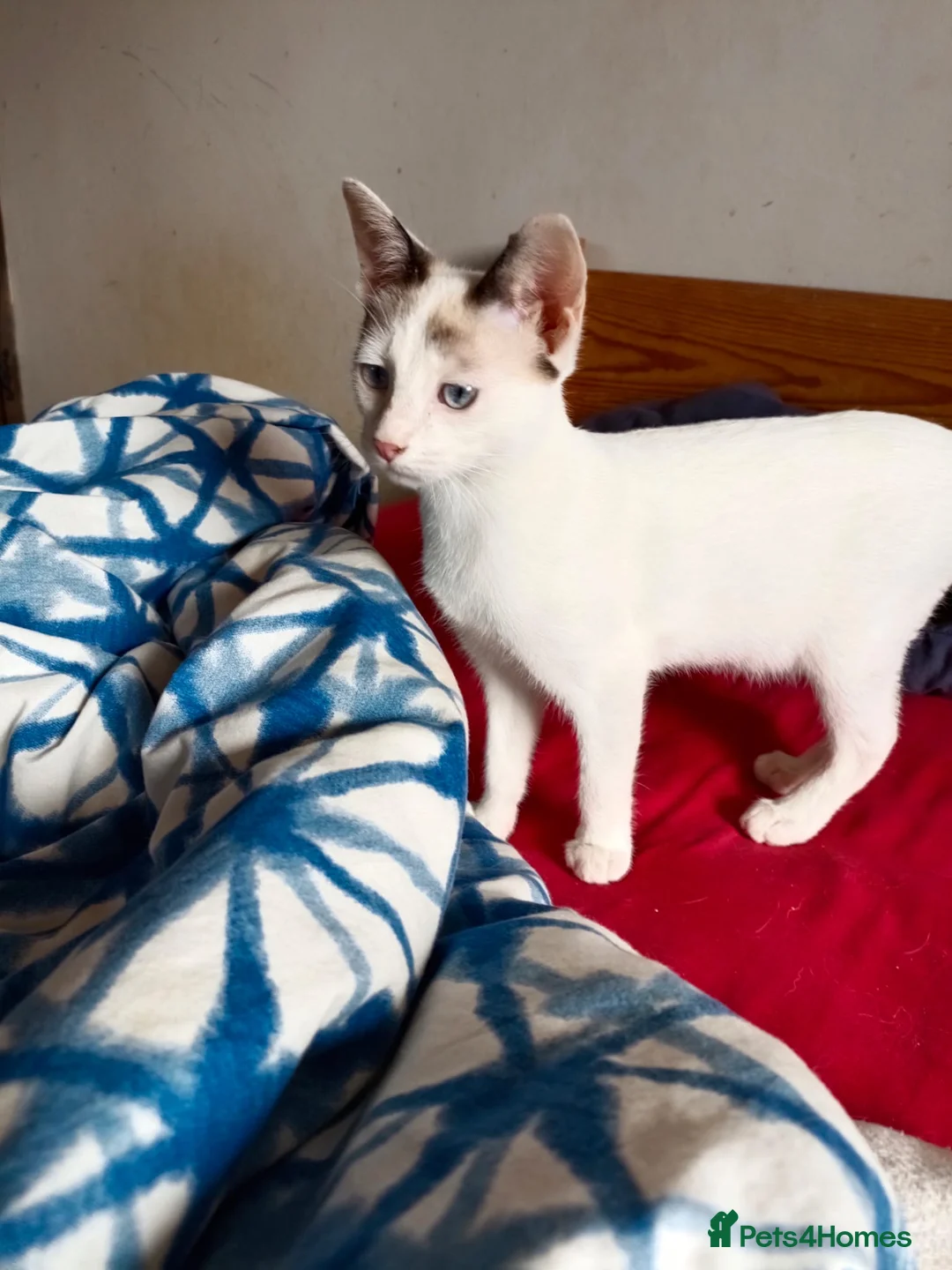 Siamese cats for adoption: RESERVED Siamese cross and Tortoiseshell sisters - Advert 17