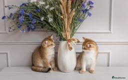 British Shorthair cats for sale: Ready now gorgeus Golden British SH male kitten - Image 22