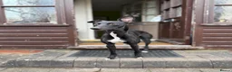 Whippet dogs for stud: Jett Black - Advert 24