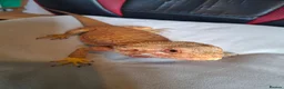 Bearded Dragon reptiles for sale: Bearded dragon and setup for sale - Advert 2