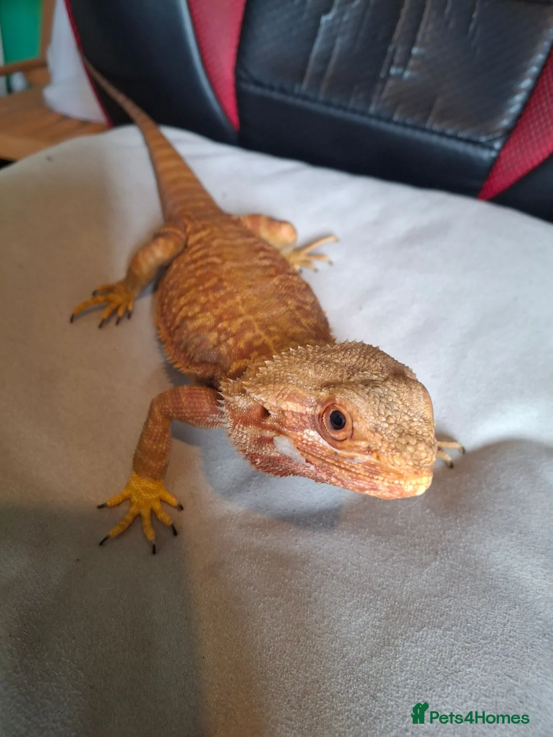 Bearded Dragon reptiles for sale: Bearded dragon and setup for sale - Advert 2