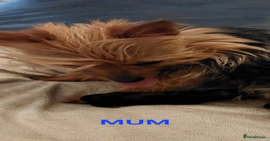 Yorkshire Terrier dogs - Advert 7