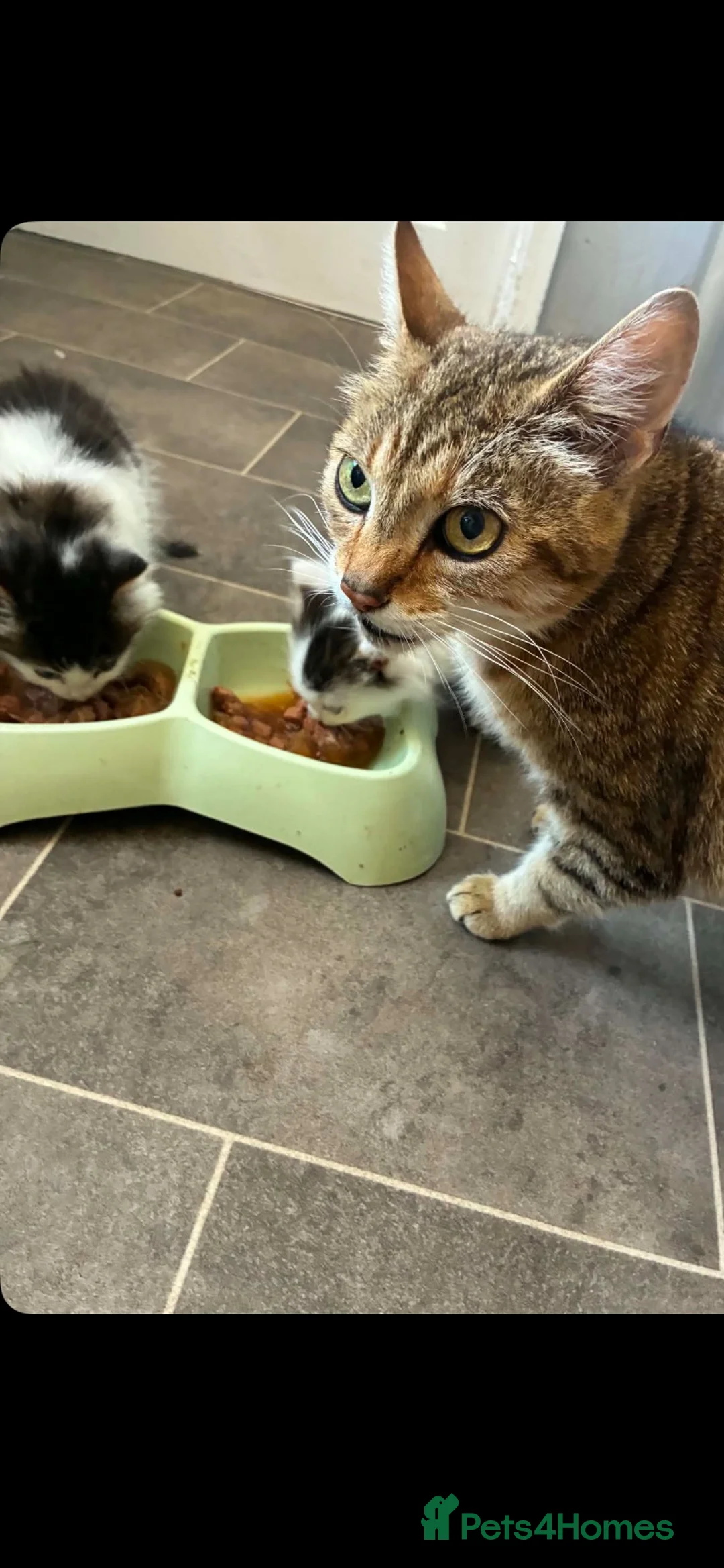 Mixed Breed cats for sale: Long haired Queen and Tom kitten for sale  in Bishop Auckland - Advert 8