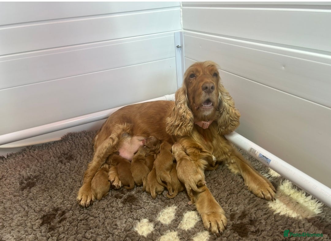 Cockapoo dogs for sale: F1 TOY SHOW TYPE DNA 🧬 CLEAR COCKAPOO BABIES 🧸 - Advert 1