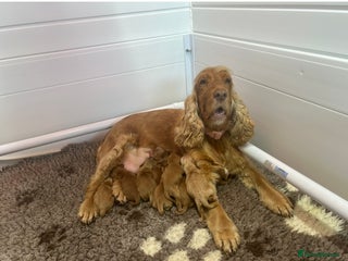 Cockapoo dogs F1 TOY SHOW TYPE DNA 🧬 CLEAR COCKAPOO BABIES 🧸 - Advert 4