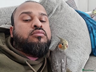 Cockatiels birds - Advert 12