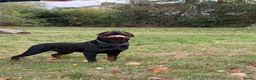 Rottweiler dogs for stud: Stunning 2-Year-Old Rottweiler Stud  - Advert 12