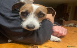 Jack Russell dogs for sale: Very smart Jack Russel puppies ♥️ - Image 7
