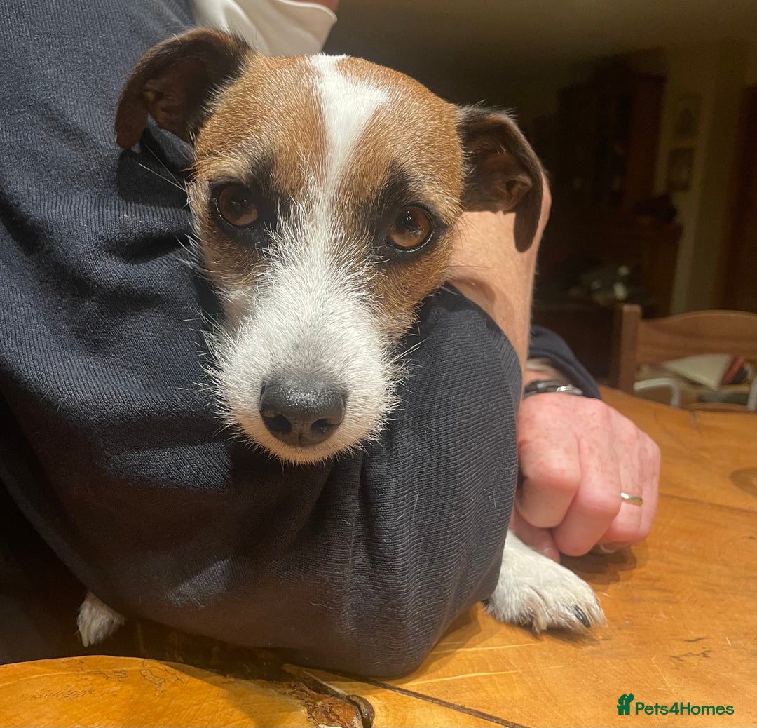 Jack Russell dogs for sale: Very smart Jack Russel puppies ♥️ - Image 7