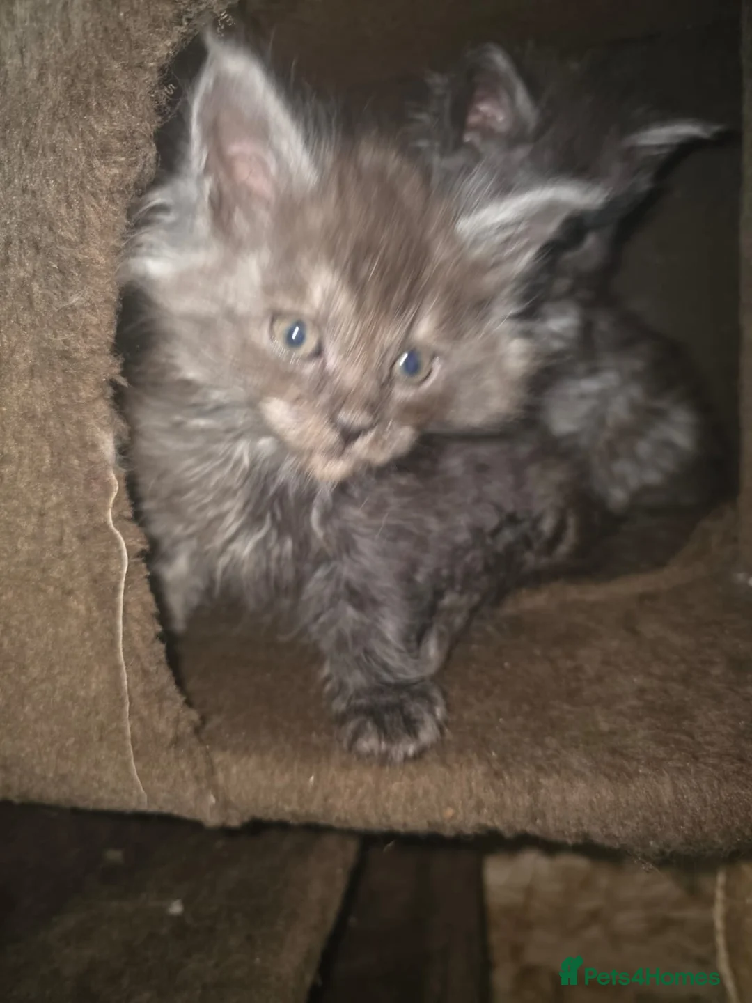 Maine Coon cats for sale: Pure Breed Maine Coone Kittens - Advert 13