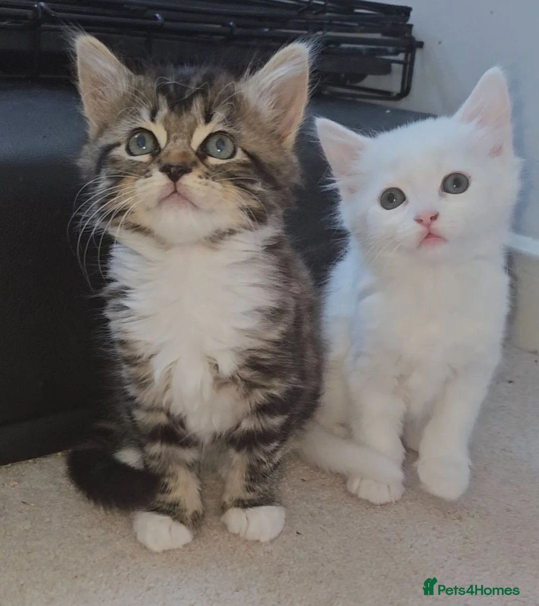 Mixed Breed cats for sale: 2 beautiful fluffy kittens for sale  - Advert 2