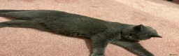 British Shorthair cats for sale: Blue British Shorthair Female  - Advert 4