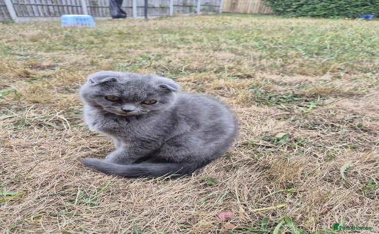 Scottish Fold cats - Advert 4