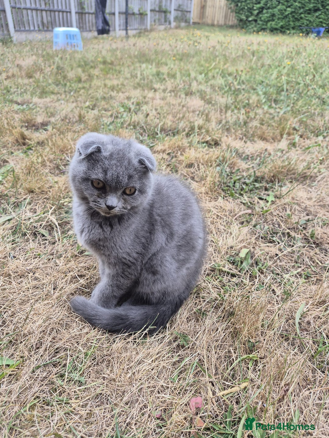 Scottish Fold cats for sale: Scotish kittens  - Image 1