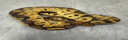 Python Snake reptiles for sale: Royal pythons  - Advert 11