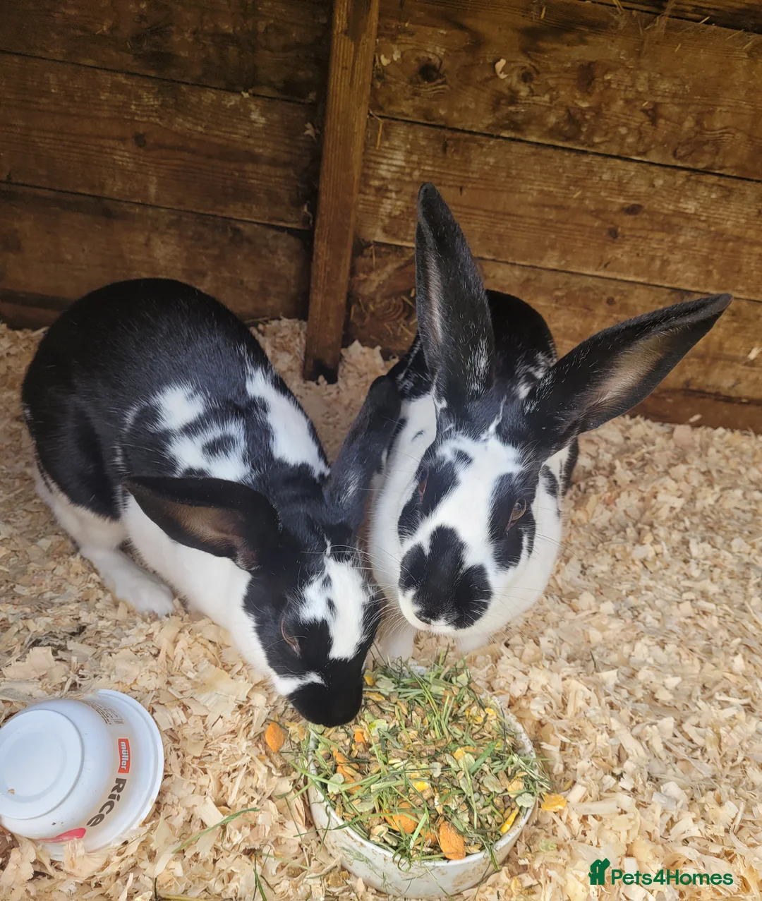 Belgian Hares rabbits for sale: 'Wren & Ruby' unique pair of female Belgian Hares - Advert 3