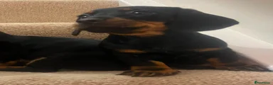 Miniature Dachshund 4