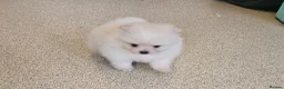 Pomeranian dogs for sale: Pomeranian pups in London - Advert 10