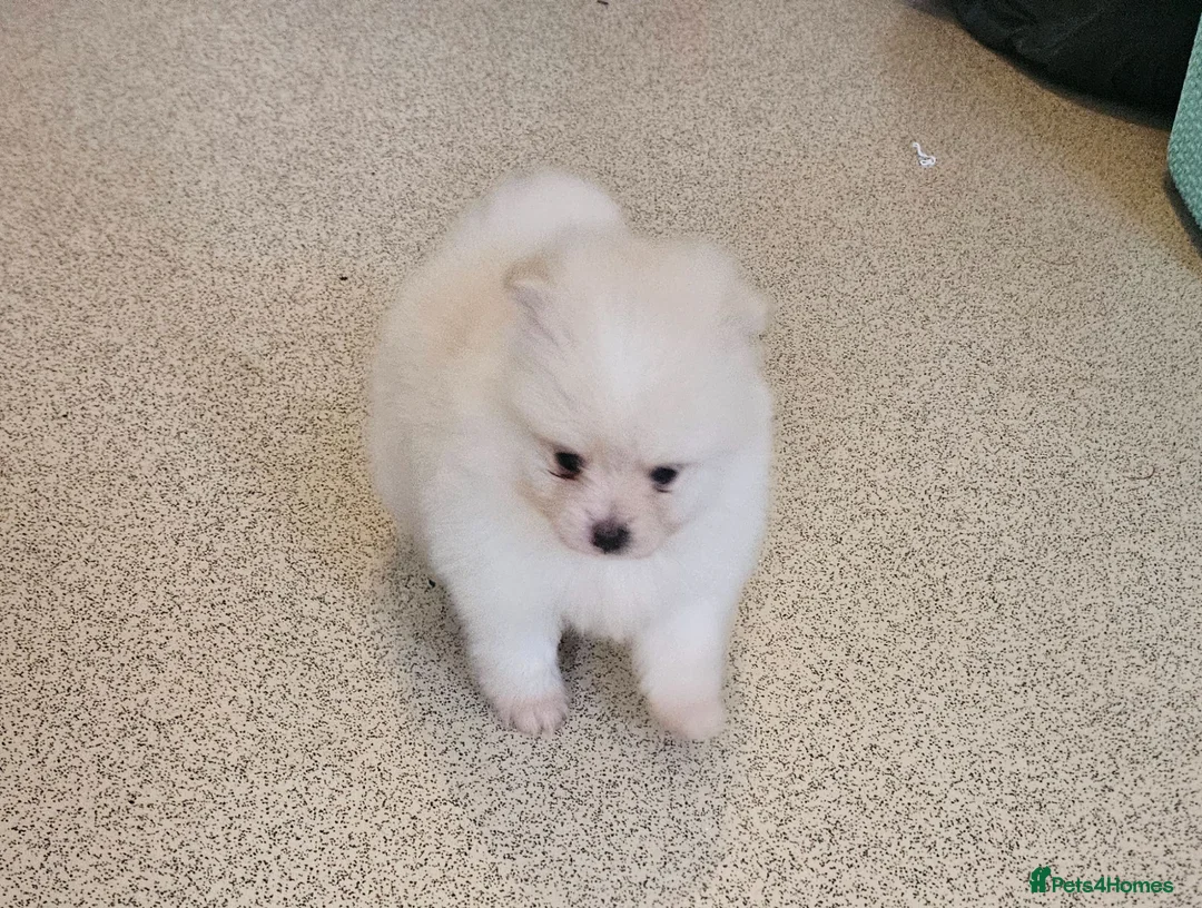 Pomeranian dogs for sale: Pomeranian pups in London - Advert 10