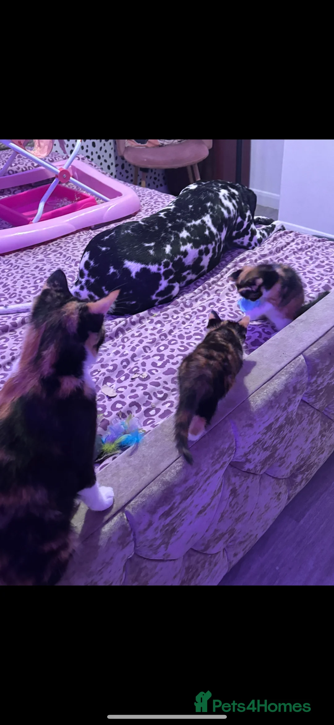 British Shorthair cats for sale: Calico kittens  - Advert 1