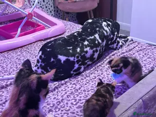 British Shorthair cats Calico kittens - Advert 1