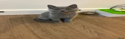 British Shorthair cats for sale: Pedigree British shorthair kittens  - Advert 5