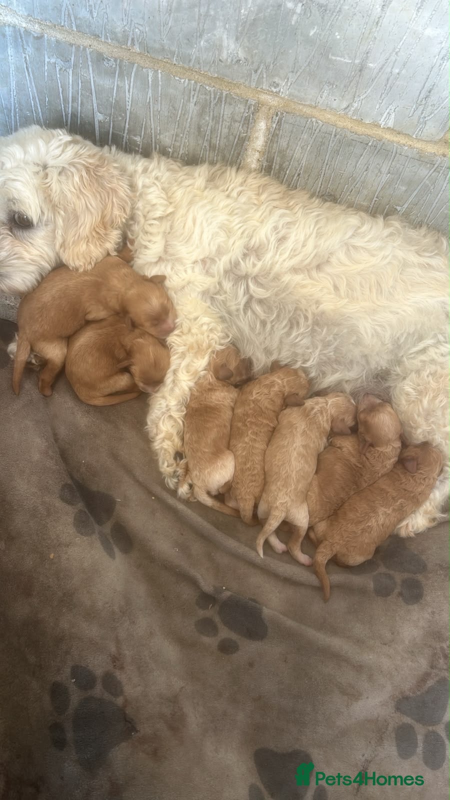 Cavapoo dogs Cavanpoo puppies  - Advert 1