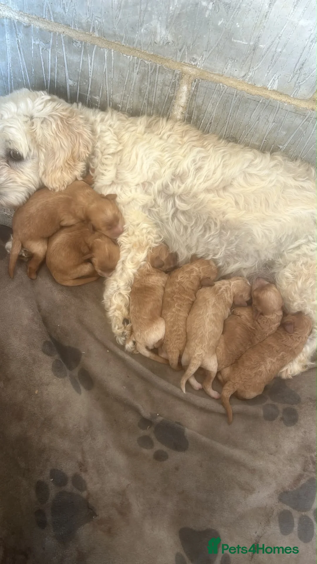 Cavapoo dogs for sale: Cavanpoo puppies  - Advert 1