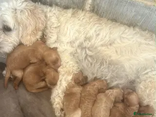Cavapoo dogs Cavanpoo puppies - Advert 1