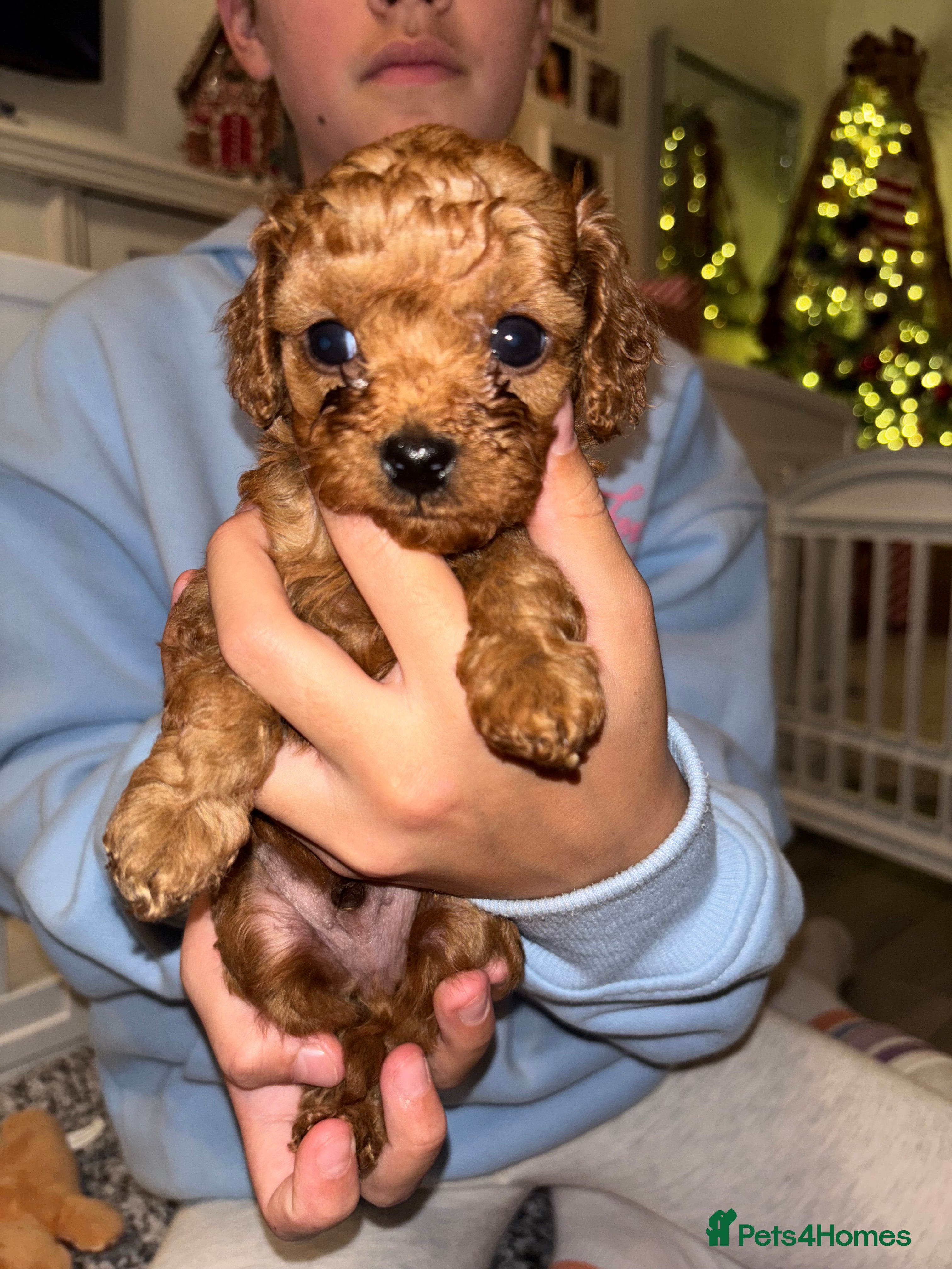 Cavapoo dogs Cavapoo - Advert 9