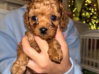 Cavapoo dogs Cavapoo - Advert 9