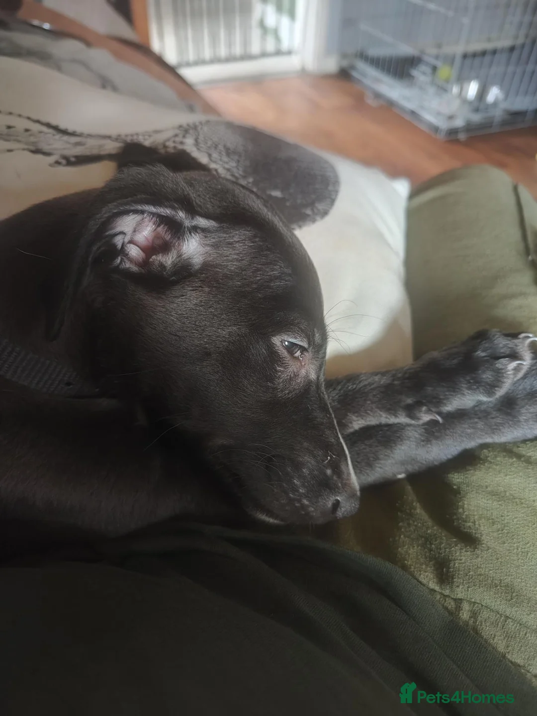 Bedlington Terrier dogs for sale: bedlington whippet puppies. - Advert 2