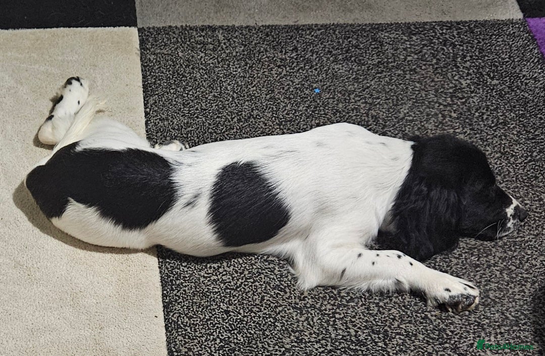 Sprocker dogs for sale: Beautiful male sprocker - Advert 3