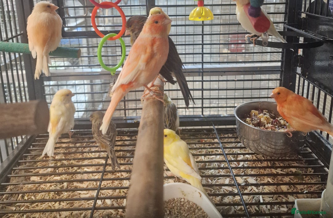 Parrots birds for sale: Parrots/ Parakeets Available  - Advert 11