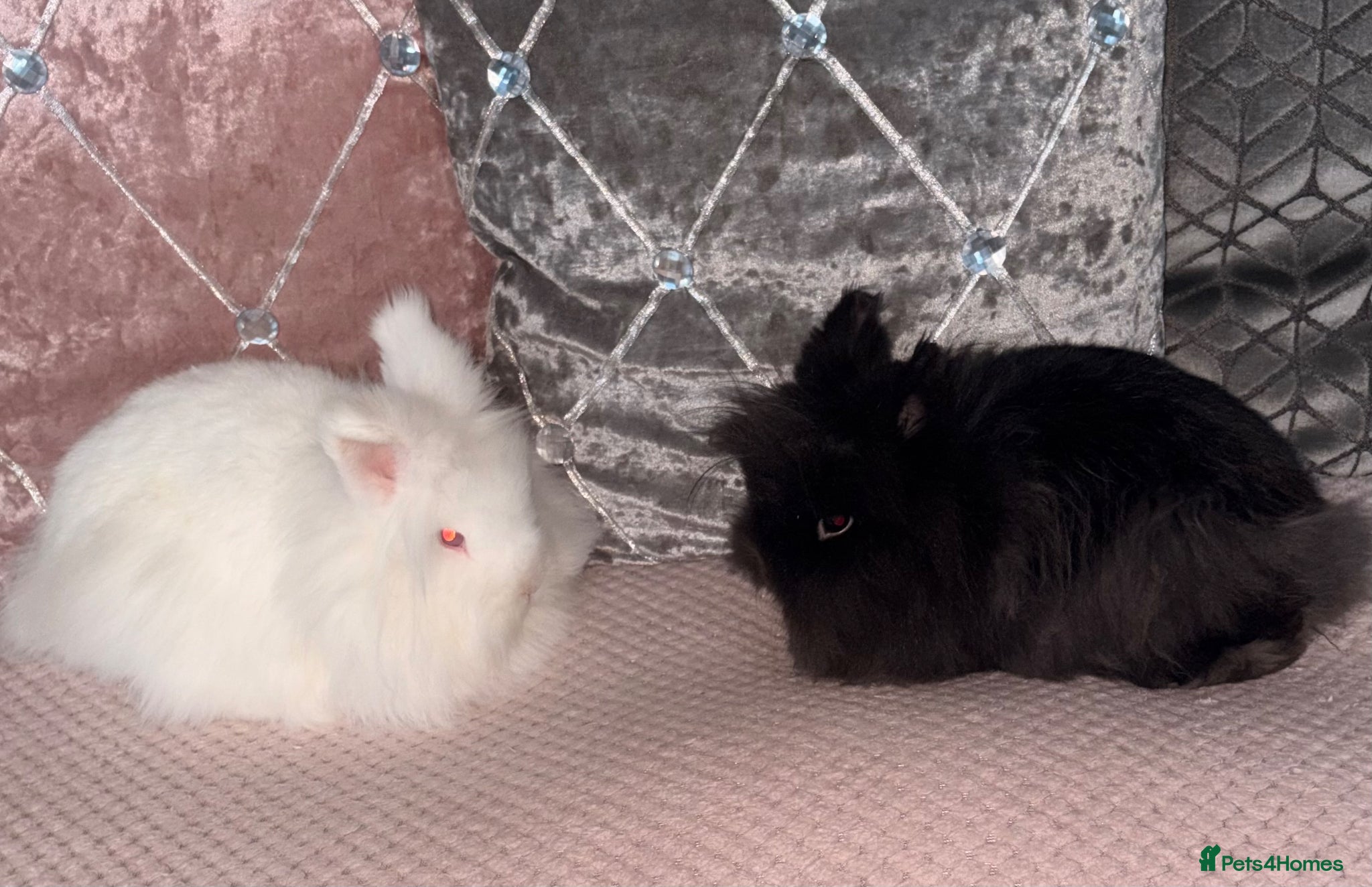 Lionhead rabbits 2 beautiful girl rabbits with hutch - Advert 2