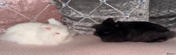 Lionhead rabbits for sale: 2 beautiful girl rabbits with hutch - Advert 1