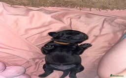 Mixed Breed dogs for sale: YOUR NEW BEST FRIEND IS WAITING!  - Image 34